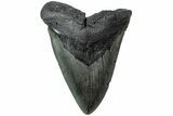 Fossil Megalodon Tooth - South Carolina #231774-1
